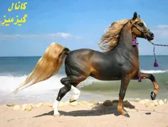 خوشگل ترین اسب:-)