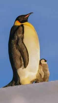 #Penguin