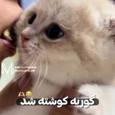 اذیتش نکن گوناه دارههه🥺🥺