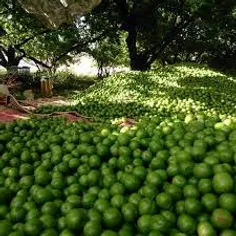 دوتا گوجه فرنگی با هم دعوا می کردن