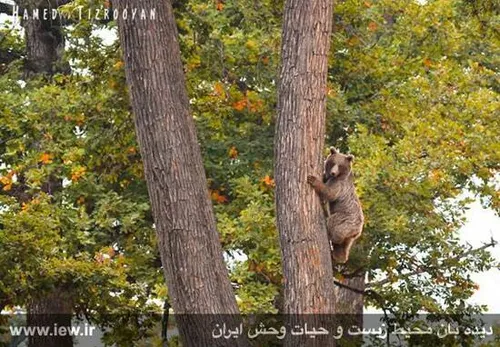 شمال ایران وحیات وحش مازندران