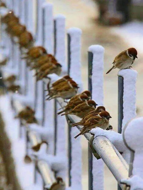 حیوانات پرنده زیبا گنجشگ تصویر پس زمینه ،