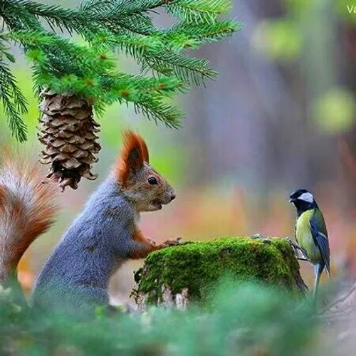 حیوانات ، پرنده زیبا سنجاب ،