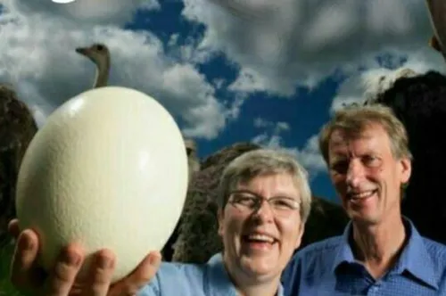 بزرگترین تخم پرنده را شترمرغی در مزرعه ای متعلق به کرستین
