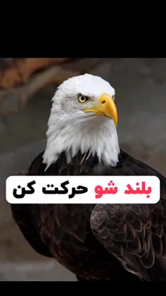 بلندشو حرکت کن 