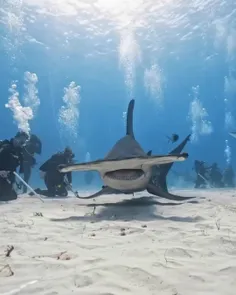 سر چکش بزرگ (Great hammerhead) بزرگترین گونه کوسه سر چکشی