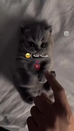 واییی ننهه پیشی 🥺👈🏻👉🏻😍