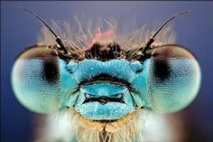 تصویر حشرات از نمای فوق نزدیک