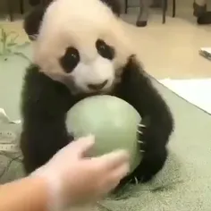 😂🥺😍🐼