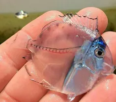 ماهیه شیشه ای تو شکمش پیداست