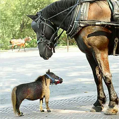 کوچک‌ترین#اسب جهان ۴۳ سانتی متر قد و ۲۶ کیلوگرم وزن دارد.