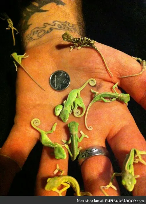 Chameleon Baby