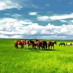 تقدیم به شما دوستان💙🌹❤️🌼