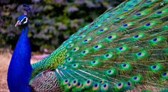 #طاووس #پرنده