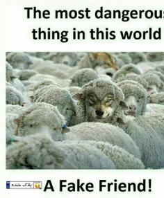 گرگ در لباس گوسفند خطرناک است