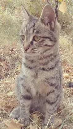 پلنگ وحشی ویمه, مره دستی ها کردی