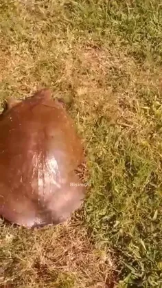 لاک‌پشت نرم آسیایی (Asiatic softshell turtle) گونه‌ای از 