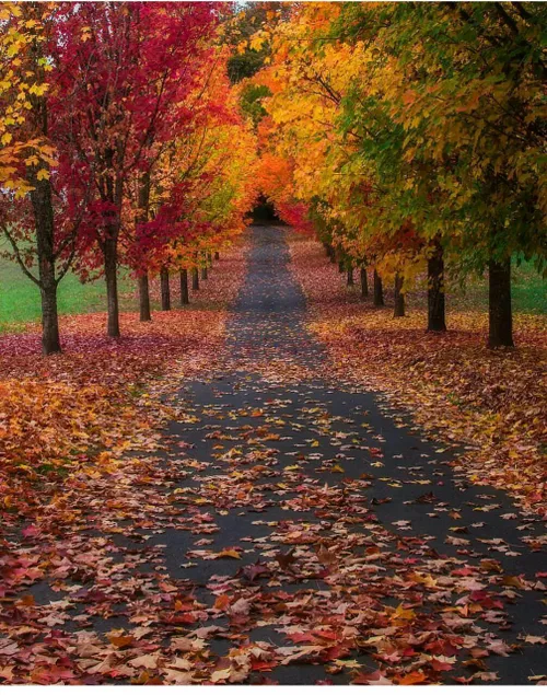 پاییز هزار رنگ .... 😍 😍 😍 😍