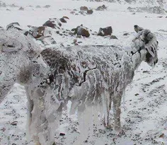 یخ زدن حیوان  در سرما