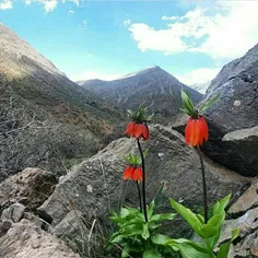 #ایران