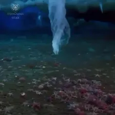 یخ زدن عجیب ستاره های دریاییِ کف اقیانوس 🪸