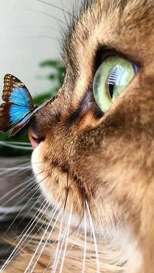 butterfly cat گربه حیوانات