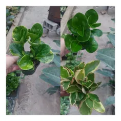 پک ۵۰ تایی قاشقی(ابلق،تریکالر،سبز)
