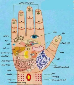 رابطه مناطق مختلف #کف دست و #اعضای بدن
