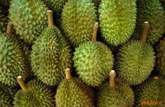 Durian معروف به پادشاه میوه ها
