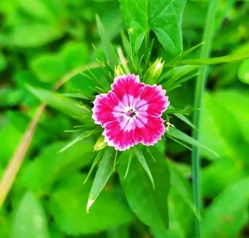 🍃تا زمانے ڪه تلخے زندگے دیگران را شیرین می ڪنے، بدان ڪه "