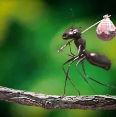 تصویردیده نشده از کوچ مورچه ها