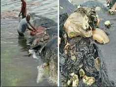 تصویر جسد یک نهنگ در اندونزی که از معده آن انواع زباله ما