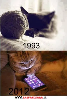 تفاوت گربه های 1993 و 2012!!!