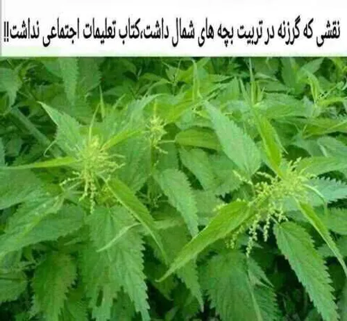 شمال