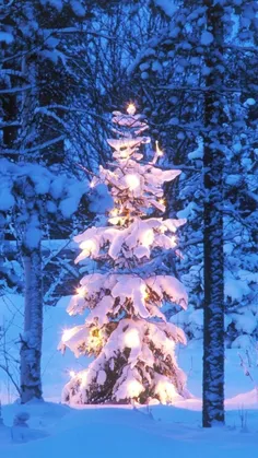 درخت کريسمس