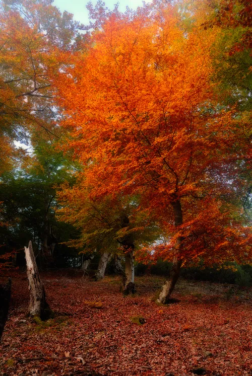 تصویر پس زمینه