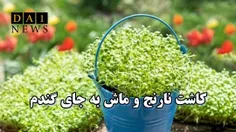 کاشت نارنج و ماش به جای گندم