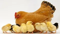 بهترین آموزش پرورش مرغ محلی