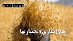 برداشت محصولات کشاورزی؛ رسم زیبای «هیاری» در میان قوم بخت