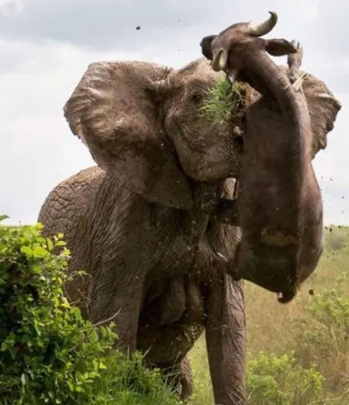 حمله فیل به بوفالو و بلند کردن بوفالوی ۵۰۰کیلوگرمی