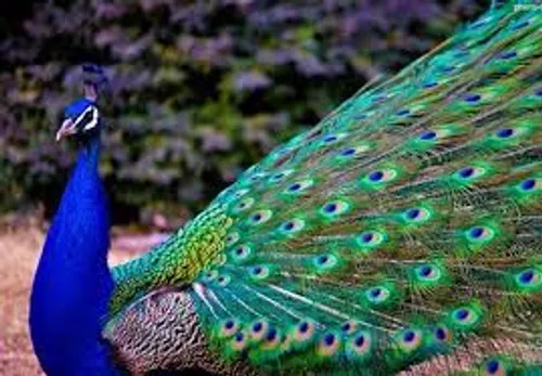 این هم یک طاووس زیبا