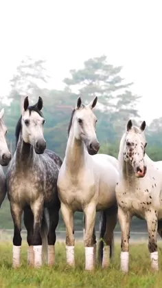 یک اسب خاکستری (Grey horse) دارای رنگ پوششی است که با بی 