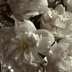 نسبت؟ فرند؟ هرچی؟