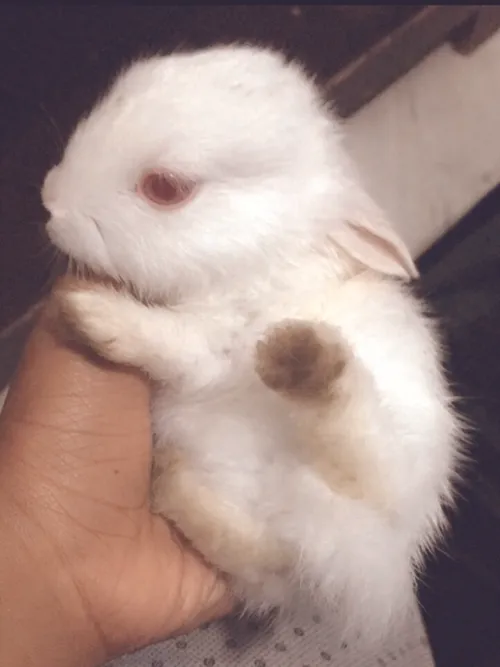 ❤ 👑 rabbit