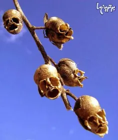 گل میمونی