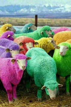 گوسفند رنگی