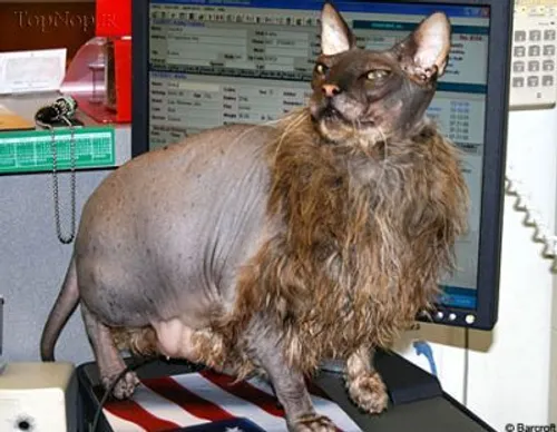 زشت ترین گربه دنیا