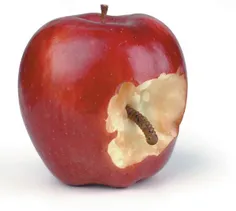 یک روز  از بهشتت دزدیده ایم یک سیب