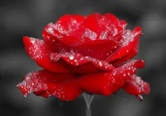 red rose