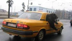 خرس سوار تاکسی